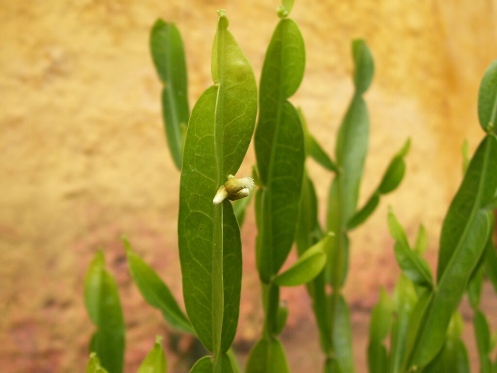 Carqueja (Baccharis trimera) 