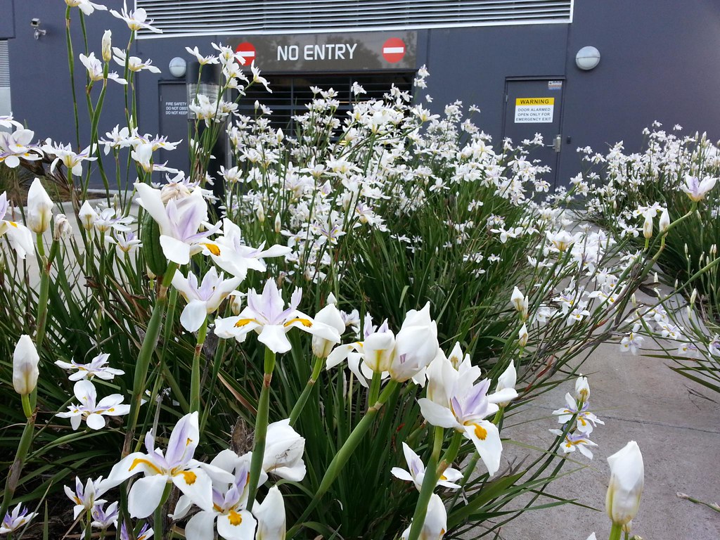 Moreia Planta Moreia Planta