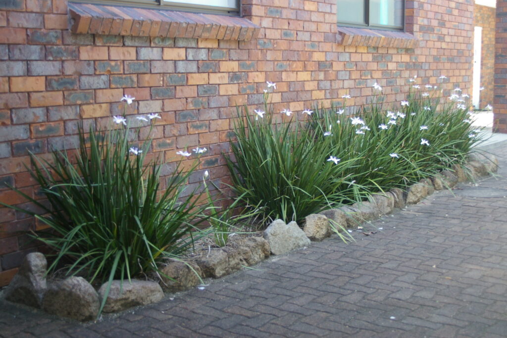 Moreia Planta Moreia Planta