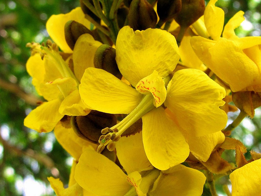 Árvore Sibipiruna (Caesalpinia pluviosa)