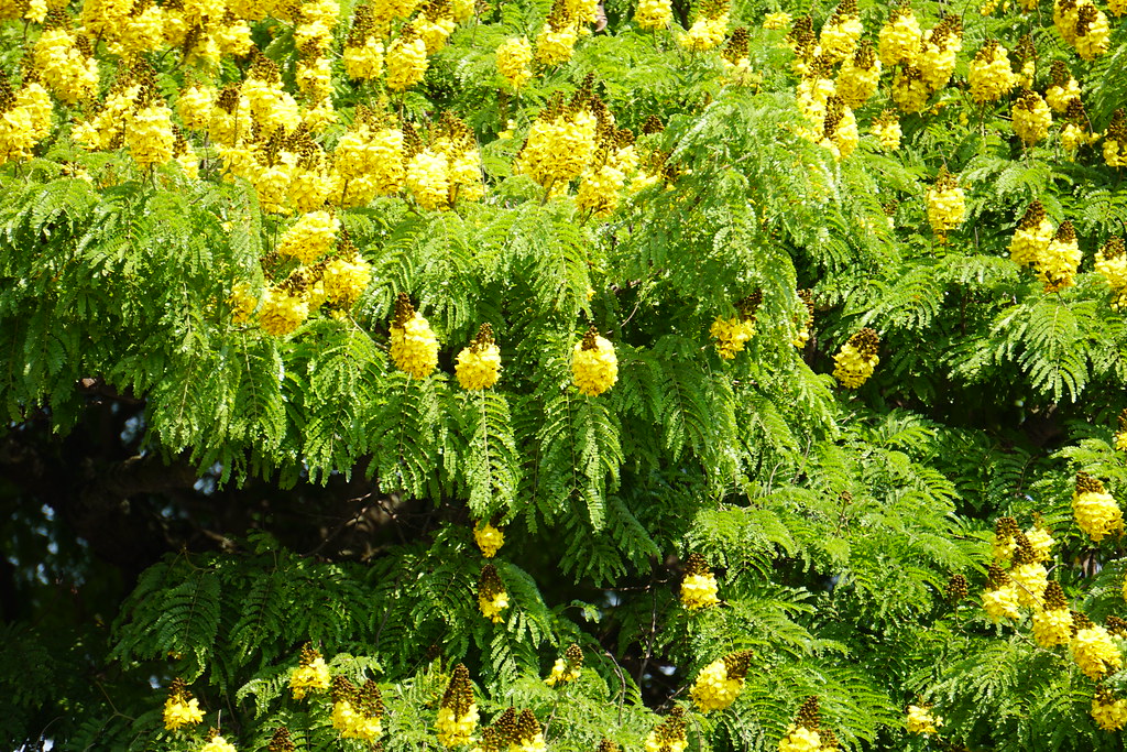 Árvore Sibipiruna (Caesalpinia pluviosa)