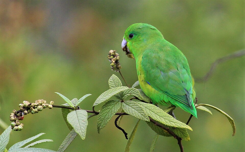 Erva baleeira (Cordia verbenacea)