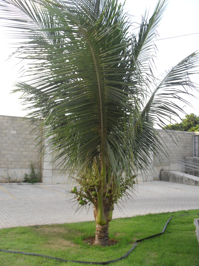 Tipos de coqueiro de jardim