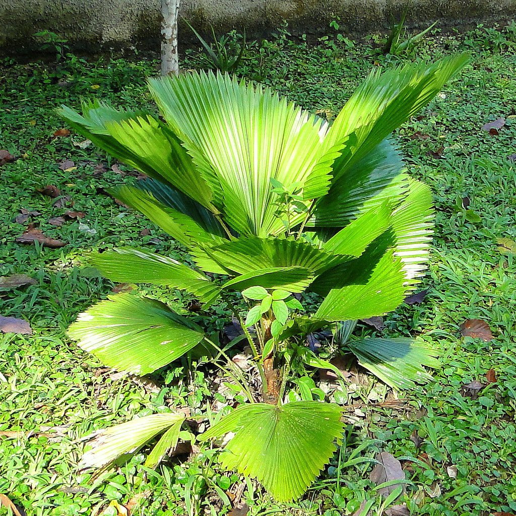 Tipos de coqueiro de jardim