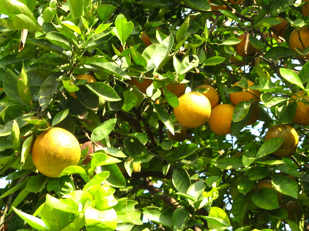 Laranjeira (Citrus sinensis) Laranjeira (Citrus sinensis)