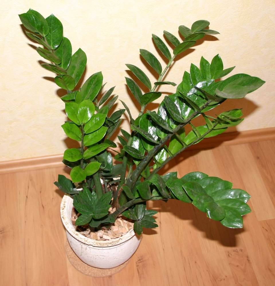 Planta zamioculca (Zamioculcas zamiifolia)