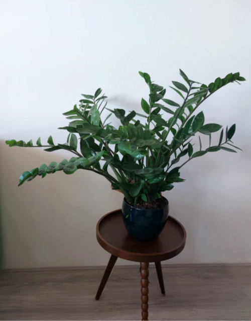 Planta zamioculca (Zamioculcas zamiifolia)