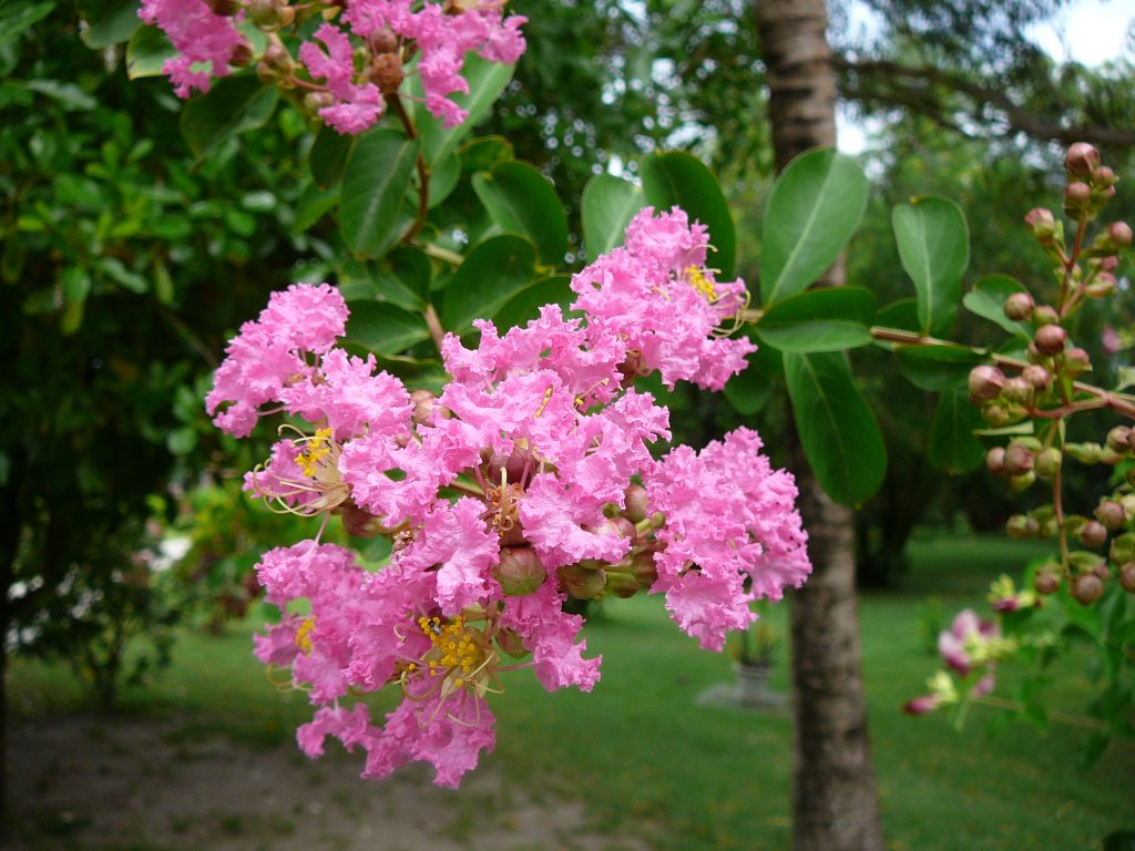 Resedá (Lagerstroemia indica)