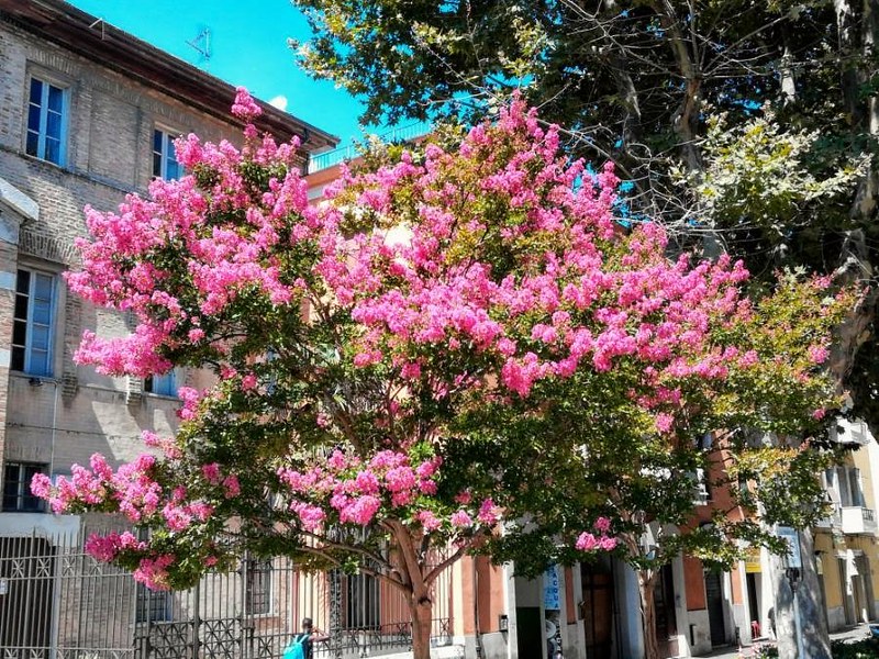 Resedá (Lagerstroemia indica)