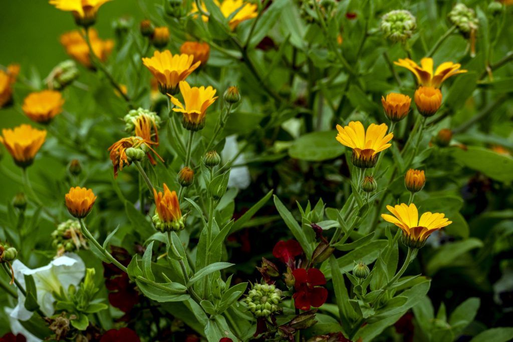 Calêndula Calêndula