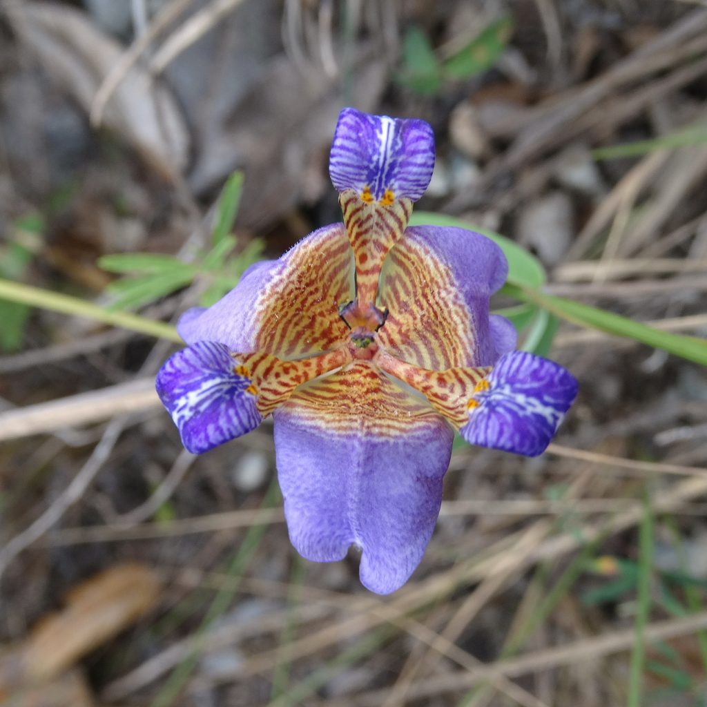 íris da praia (Neomarica candida)