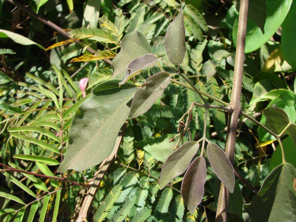 Crajiru (Fridericia chica)