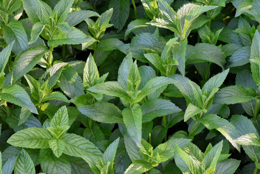 Hortelã (Mentha spp.): para que serve e benefícios