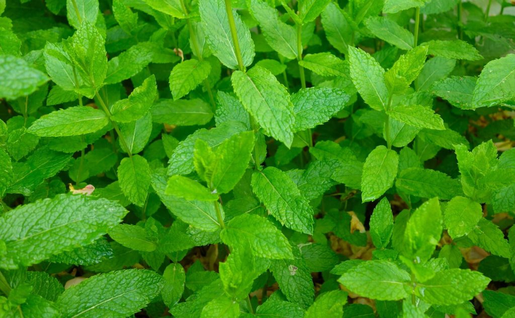 Hortelã (Mentha spp.): para que serve e benefícios