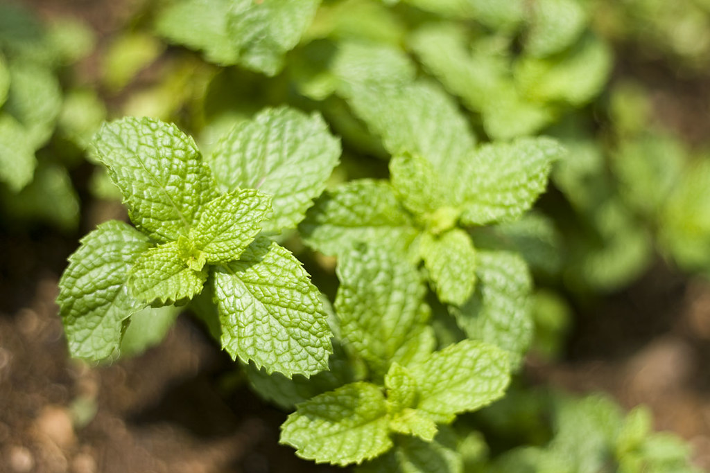 Hortelã (Mentha spp.): para que serve e benefícios Hortelã (Mentha spp.): para que serve e benefícios