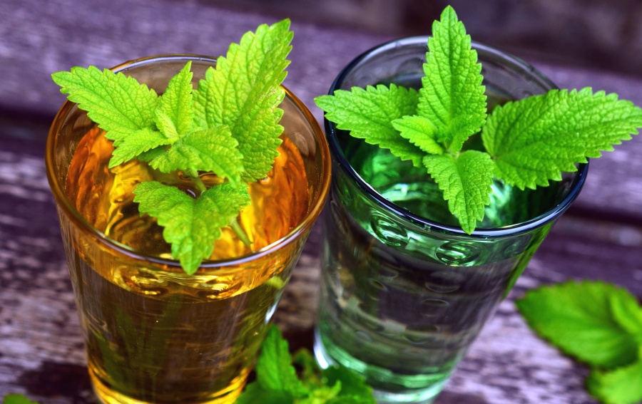 Hortelã (Mentha spp.): para que serve e benefícios