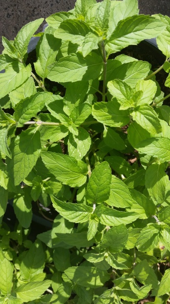 Hortelã (Mentha spp.): para que serve e benefícios Hortelã (Mentha spp.): para que serve e benefícios