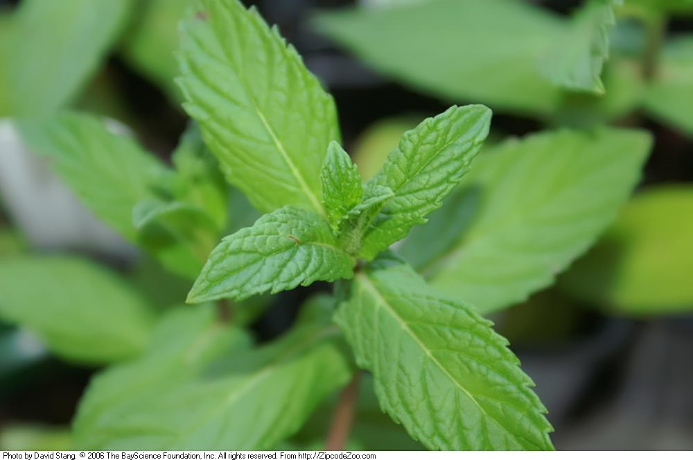 Hortelã (Mentha spp.): para que serve e benefícios
