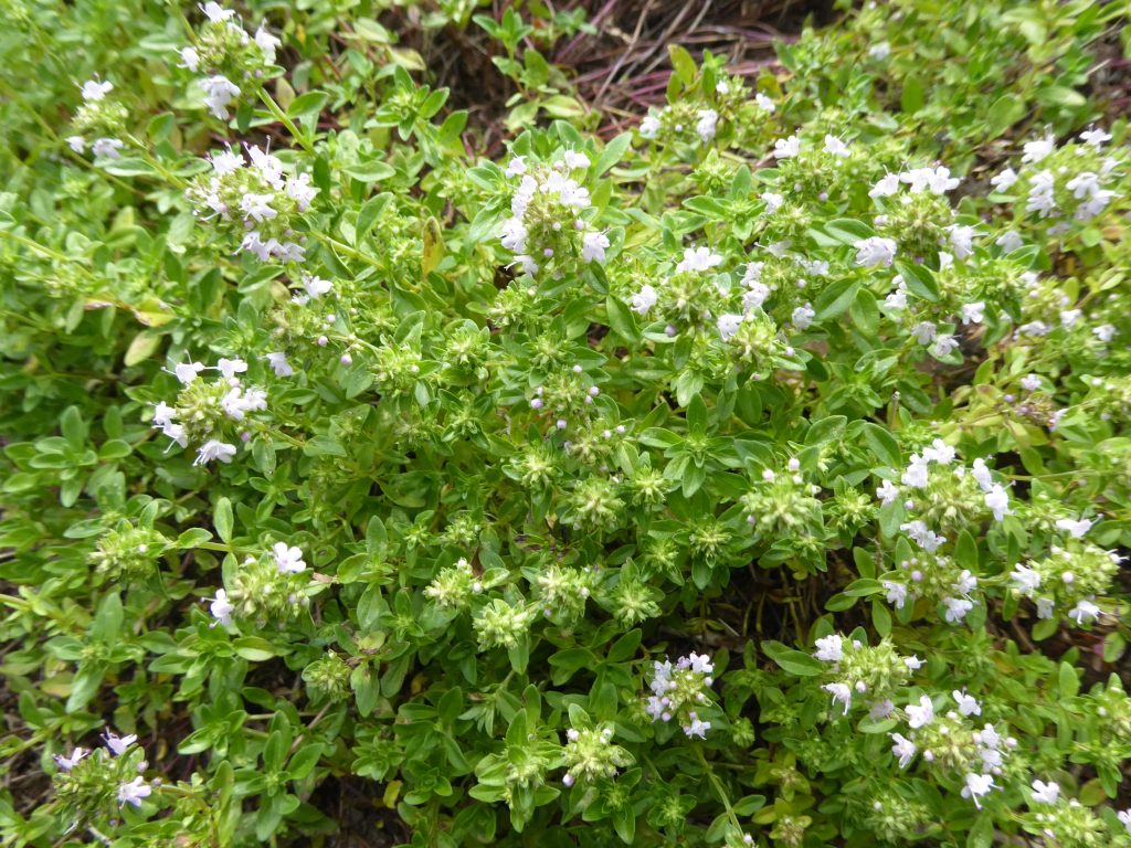 Tomilho (Thymus Vulgaris)