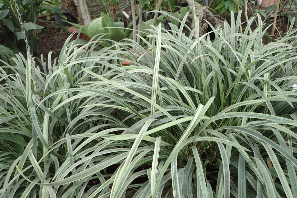 Planta Barba de Serpente (Ophiopogon jaburan)