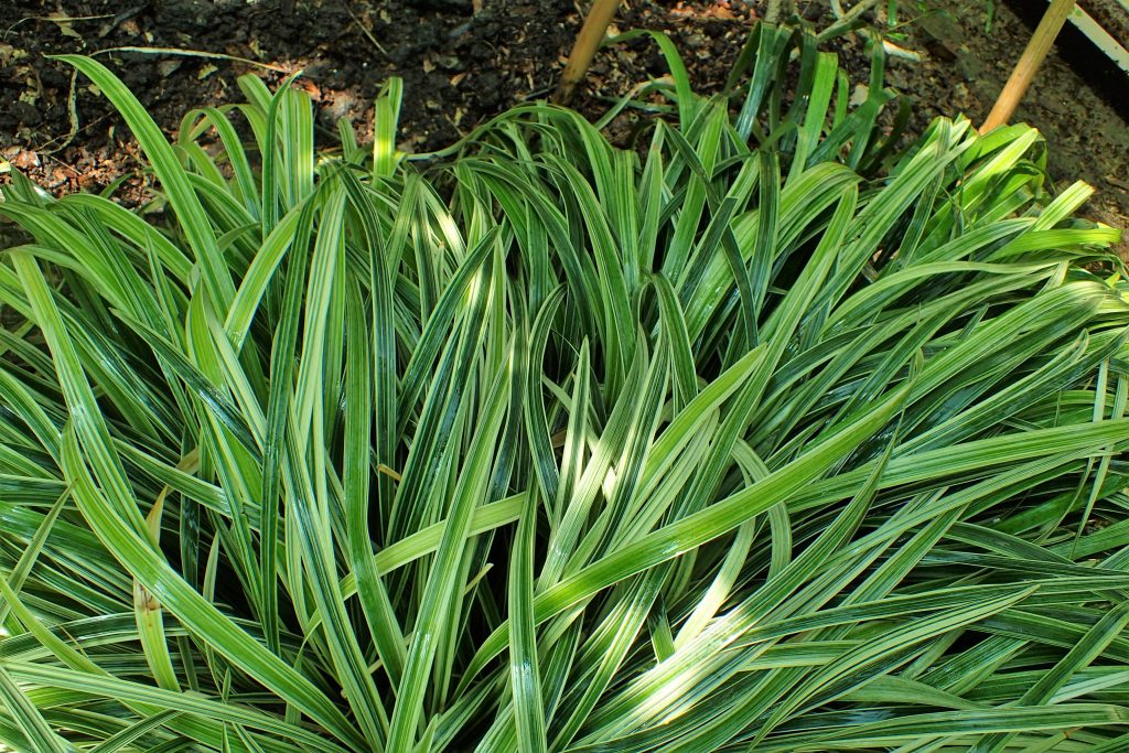 Planta Barba de Serpente (Ophiopogon jaburan)