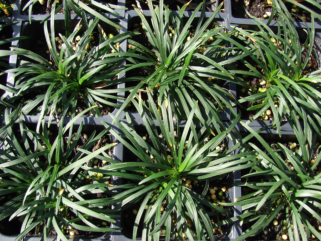 Planta Barba de Serpente (Ophiopogon jaburan)