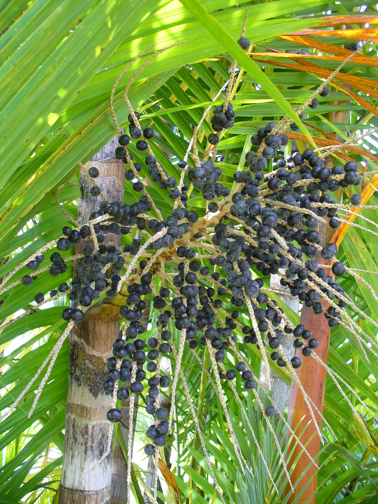 pé de açaí (Euterpe oleracea)